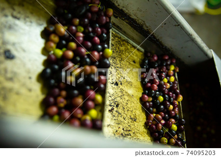 Conveyor transfering olives Conveyor transfering olives 74095203