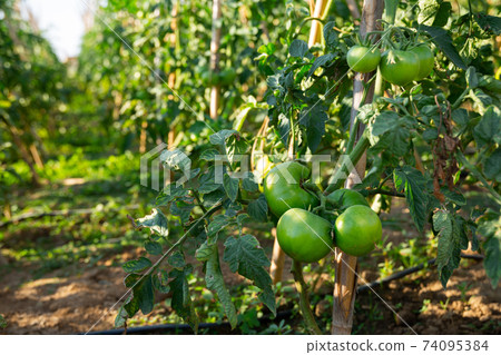 Green tomatoes ripening on bushes on farm field 74095384