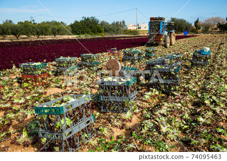 Plastic boxes with red leaf lettuce 74095463