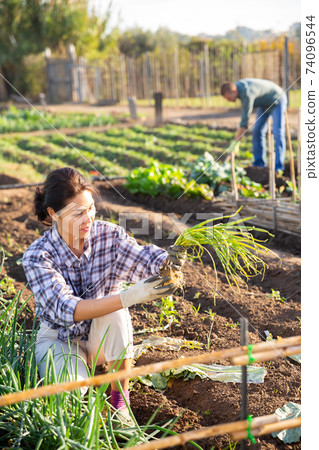 Woman harvesting scallions on vegetable garden on spring day Woman harvesting scallions on vegetable garden on spring day 74096544