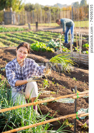 Woman farmer harvesting green onions on field Woman farmer harvesting green onions on field 74096595