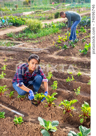 Woman gardener spudding vegetable plants in kitchen garden Woman gardener spudding vegetable plants in kitchen garden 74096746