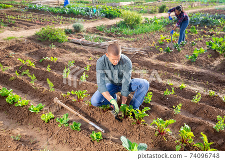 Man checks young beets in organic plantation Man checks young beets in organic plantation 74096748