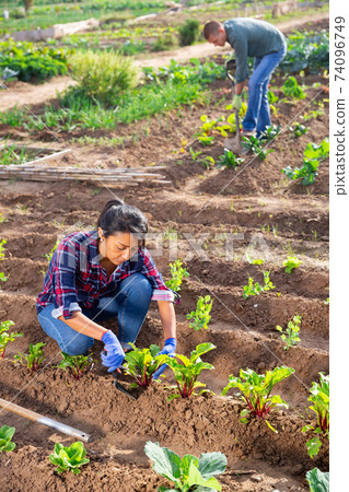 Hispanic woman hilling vegetable seedlings in garden beds Hispanic woman hilling vegetable seedlings in garden beds 74096749