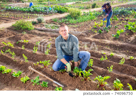 Focused male amateur gardener working in vegetable garden 74096750