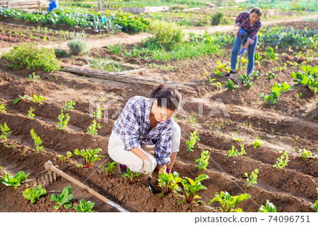 Woman farmer checks the growth of beets in garden 74096751