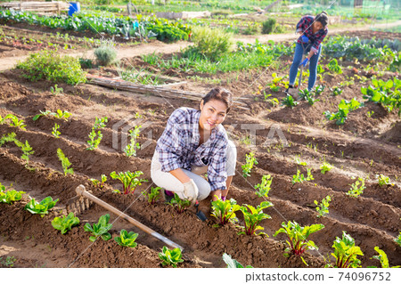 Woman farmer checks the growth of beets in garden Woman farmer checks the growth of beets in garden 74096752