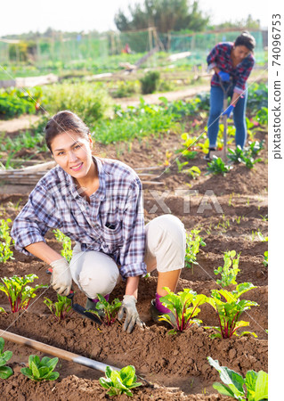 Woman farmer checks the growth of beets in garden Woman farmer checks the growth of beets in garden 74096753