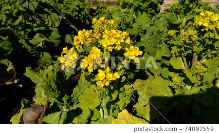 Yellow flowers of Nabana that have begun to bloom Yellow flowers of Nabana that have begun to bloom 74097559