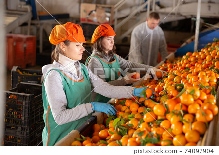 Female employee in colored uniform sorting fresh ripe mandarins on producing grading line Female employee in colored uniform sorting fresh ripe mandarins on producing grading line 74097904