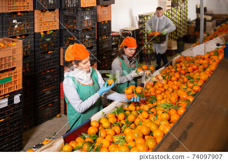 Smiling female workers sort tangerines 74097907