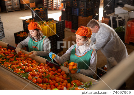 Employees controlling quality of ripe tangerines Employees controlling quality of ripe tangerines 74097909
