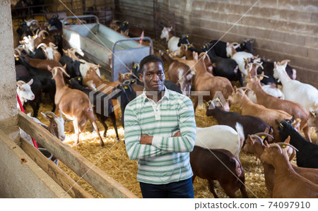 Confident African American man in goat stall Confident African American man in goat stall 74097910