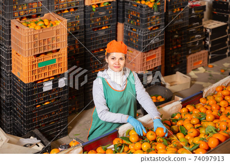 Cheerful woman working on citrus sorting Cheerful woman working on citrus sorting 74097913