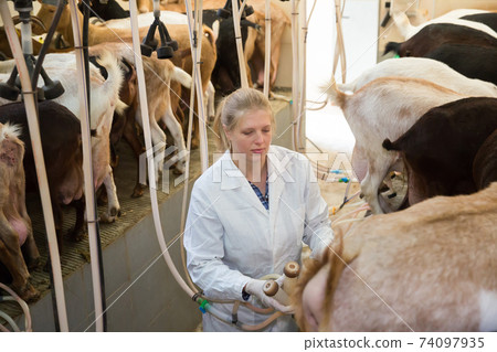 Farm woman worker in barn with cow milking machines Farm woman worker in barn with cow milking machines 74097935