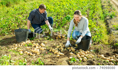 Farm couple harvesting early potatoes Farm couple harvesting early potatoes 74098080