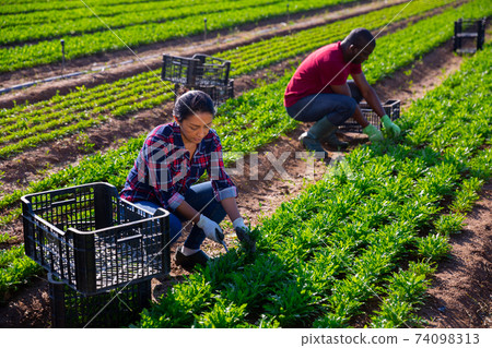 Hispanic woman farmer harvesting garden rocket on plantation 74098313