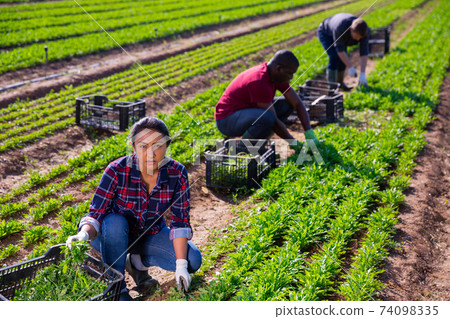 Hired workers harvest arugula on a plantation Hired workers harvest arugula on a plantation 74098335