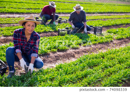 Latino woman cuts fresh arugula and puts in a crate Latino woman cuts fresh arugula and puts in a crate 74098339