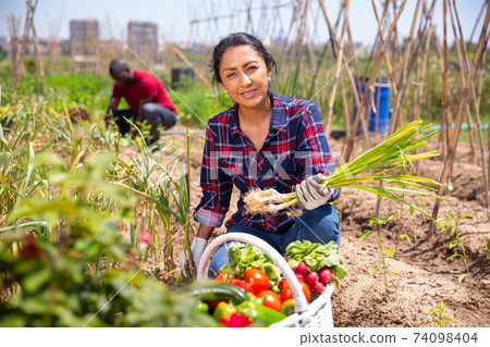 Latino woman working on a farm field on hot day Latino woman working on a farm field on hot day 74098404