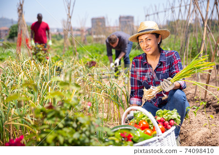 Happy latino farmer with basket of vegetables in the garden Happy latino farmer with basket of vegetables in the garden 74098410