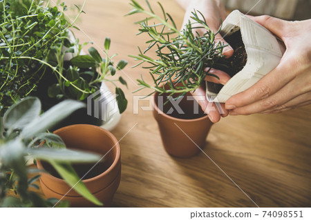園藝室內草藥補植 園藝室內草藥補植 74098551