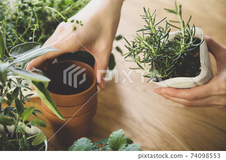 園藝室內草藥補植 74098553