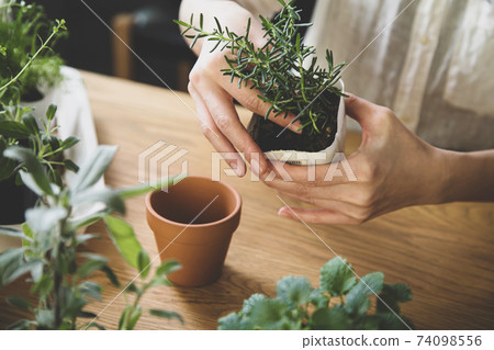 園藝室內草藥補植 74098556