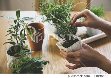 Gardening indoor herb replanting 74098558