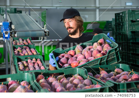 Hardworking worker stacks avocado crates Hardworking worker stacks avocado crates 74098753