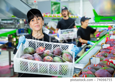 Female worker demonstrating boxes of mango Female worker demonstrating boxes of mango 74098755