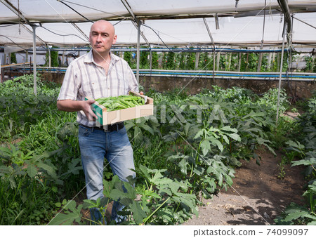 Male professional farmer holding crate with okra in greenhouse Male professional farmer holding crate with okra in greenhouse 74099097