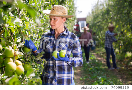 Woman farmer gathering ripe apples at orchard Woman farmer gathering ripe apples at orchard 74099319