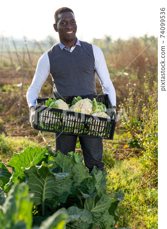 Man with crate of cauliflowers 74099536