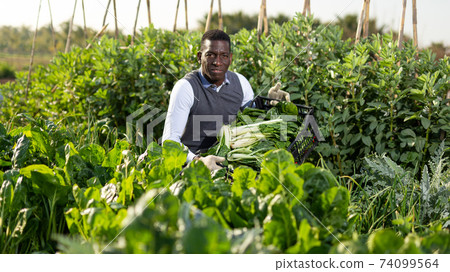 Man harvesting Swiss chard Man harvesting Swiss chard 74099564