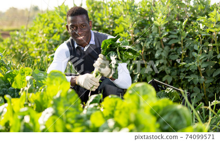 Man gathering in crops of leaf beets Man gathering in crops of leaf beets 74099571