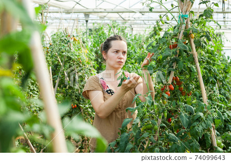 Woman working in glasshousw 74099643