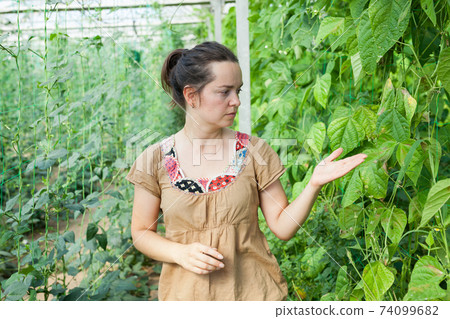 Woman working in glasshousw 74099682