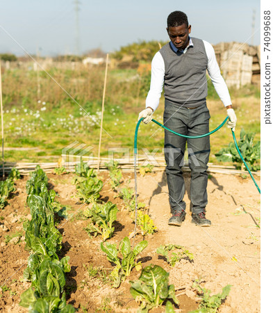 Male watering chard plants Male watering chard plants 74099688