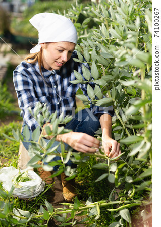 Girl harvesting peas in the garden Girl harvesting peas in the garden 74100267