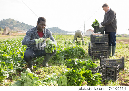 Hired workers harvest spinach on a plantation 74100314