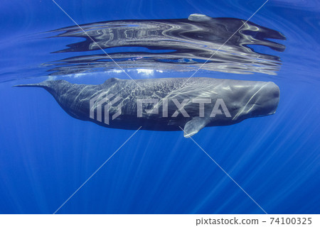 鯨魚在海洋中游swim 74100325