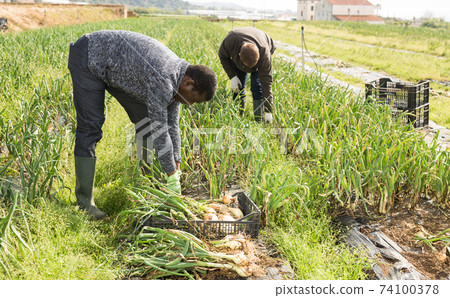 Portrait of man gardener picking harvest of onion 74100378