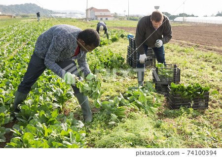 Hired workers harvest spinach on a plantation 74100394
