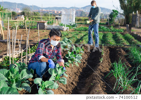 Woman in protective mask weeds cabbage garden on field Woman in protective mask weeds cabbage garden on field 74100512