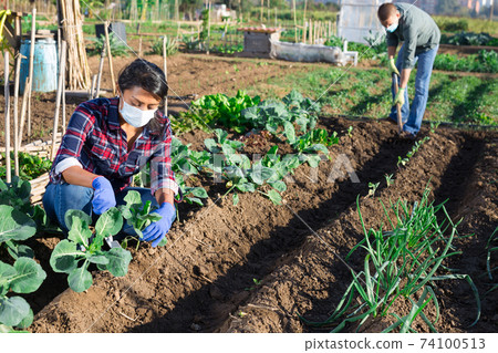 Woman in protective mask weeds cabbage garden on field Woman in protective mask weeds cabbage garden on field 74100513