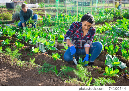 Female supervising growth of cabbage plants 74100544