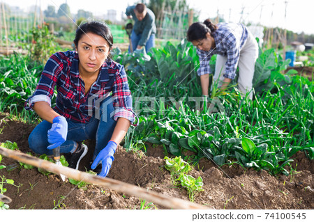 Latina woman caring for plants in garden 74100545