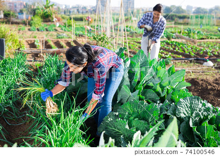 Female farmer harvesting green onions on field 74100546