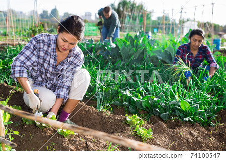 Female farm worker working in farm field Female farm worker working in farm field 74100547